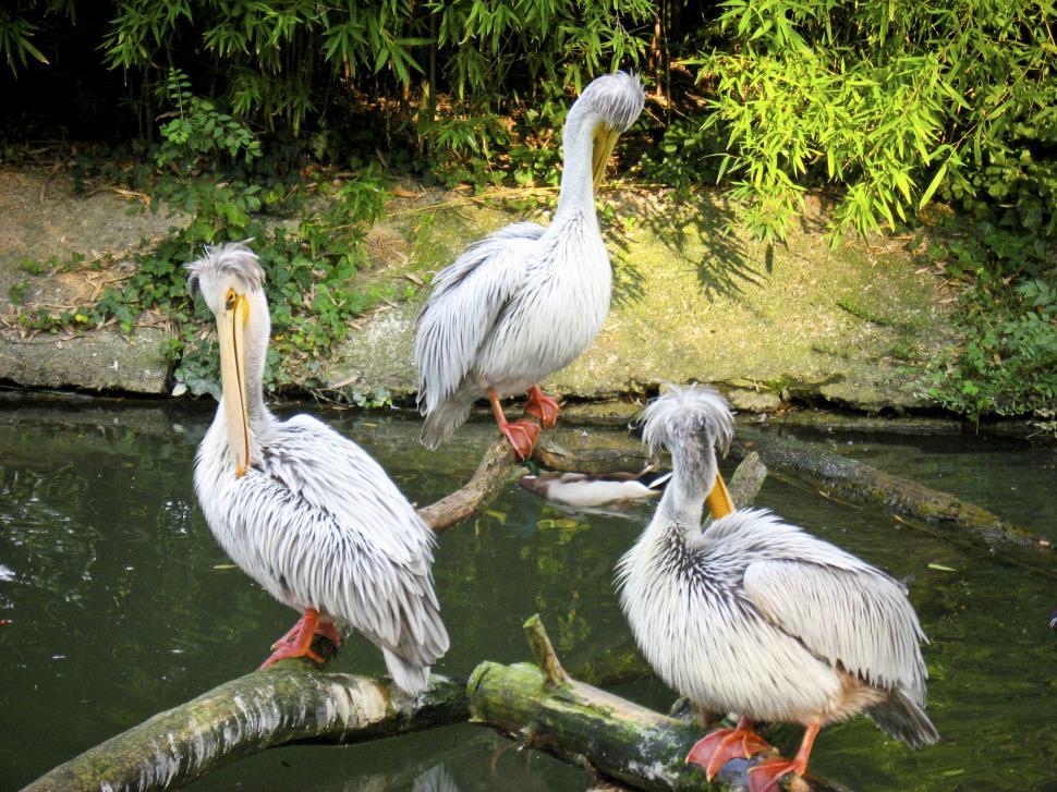 Free Image of Three pelicans 