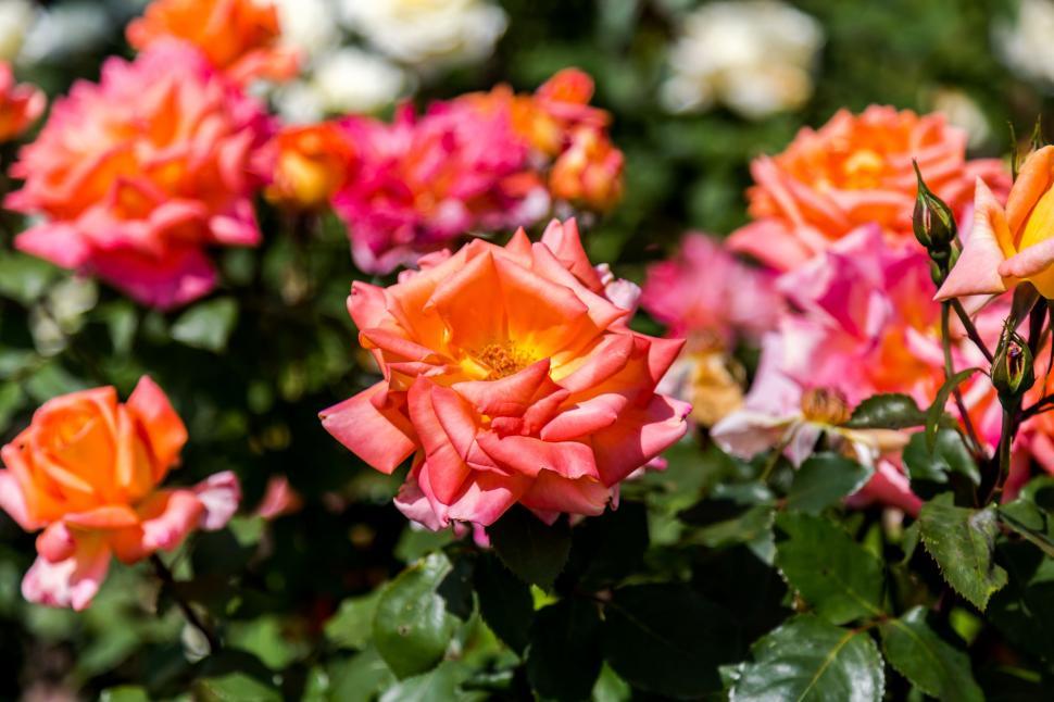 Free Image of Vibrant Orange and Pink Flowers in a Garden 