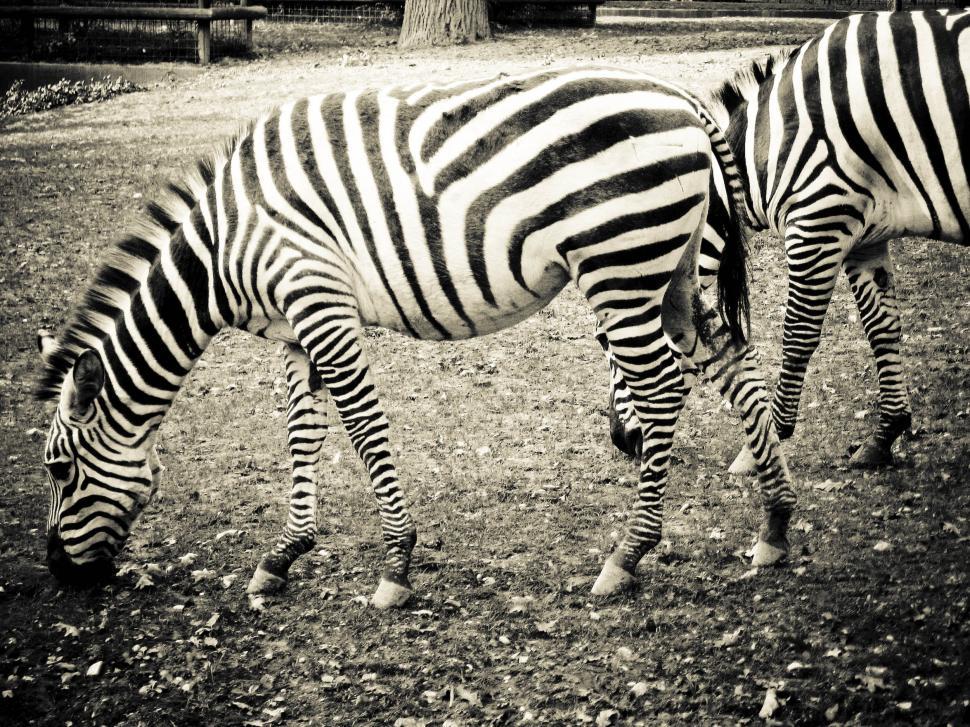Free Image of zebras grazing 