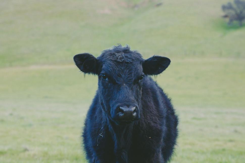 Free Image of Black Cow Standing on Top of Lush Green Field 