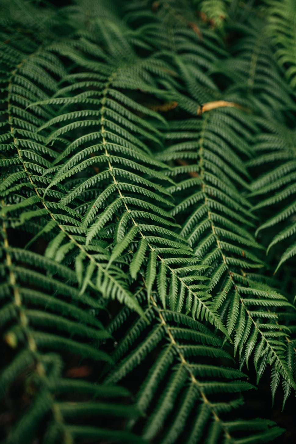 Free Image of Green Plant With Abundant Leaves Close-Up 