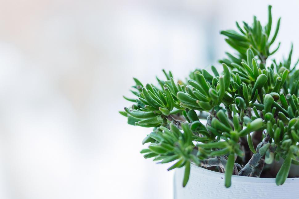 Free Image of Small Potted Plant on Window Sill 