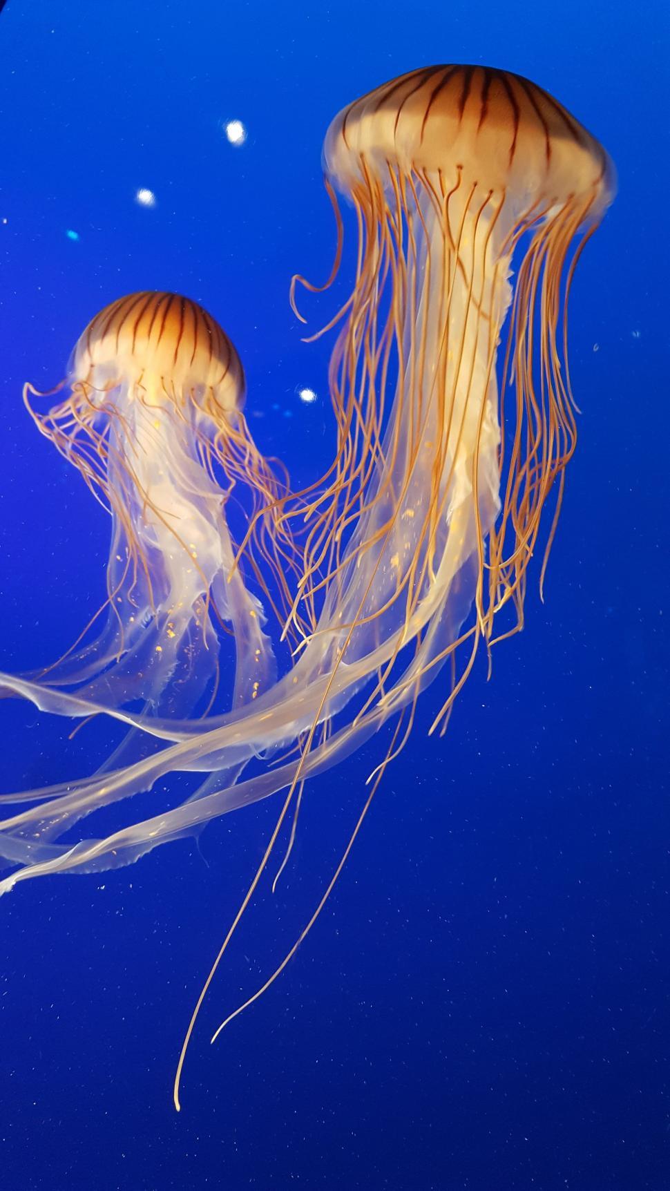 Free Image of Jellyfish Couple Swimming in the Ocean 