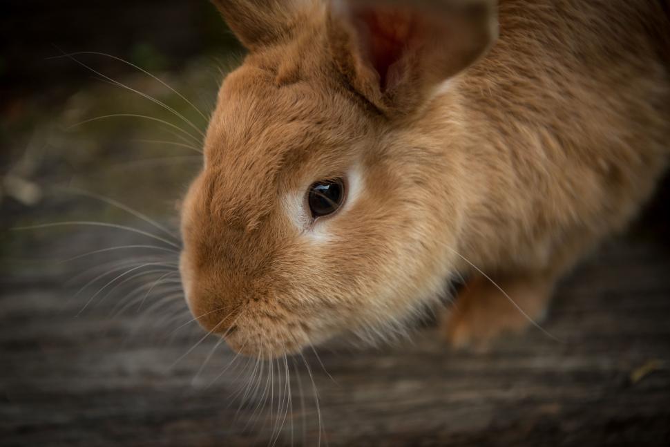 Free Image of Brown Rabbit Sitting on Wooden Floor 