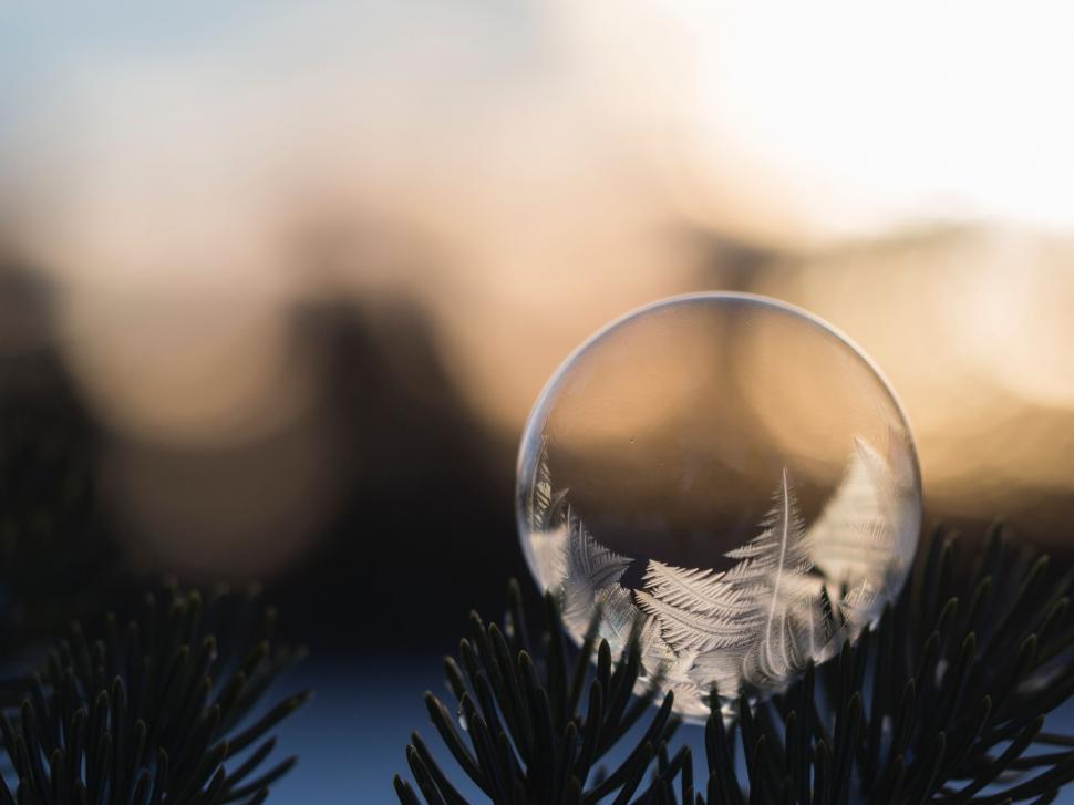 Free Image of Crystal Ball Resting on Pine Tree 