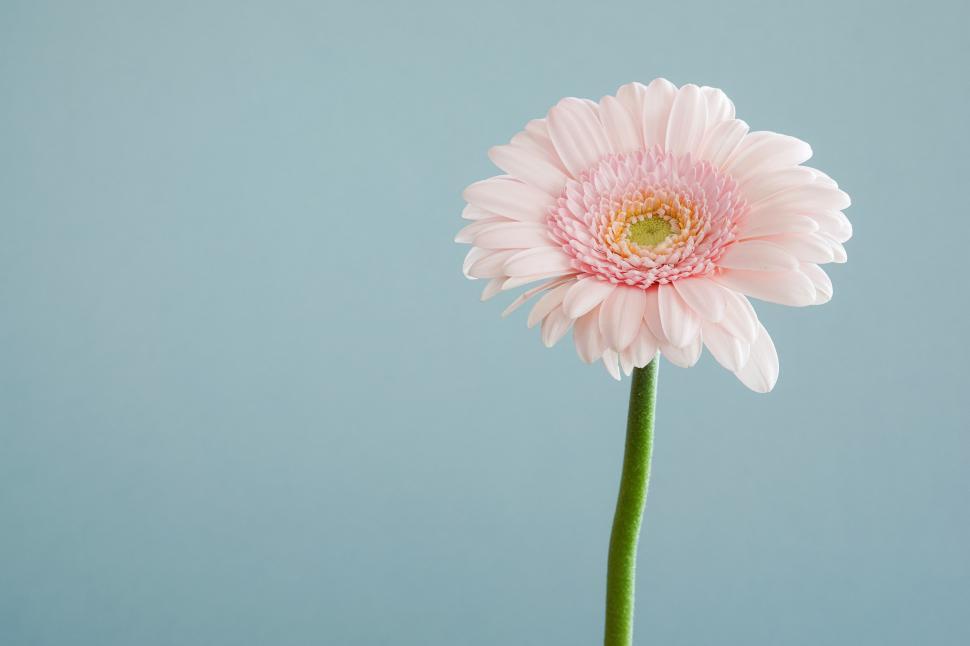 Free Image of Single Pink Flower in Vase on Table 