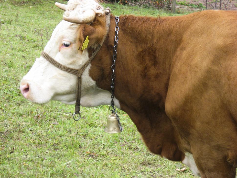 Free Image of tagged cow 