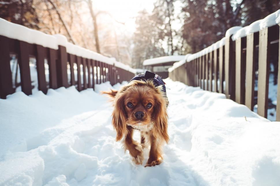 Free Image of Small Brown Dog Walking Across Snow Covered Bridge 
