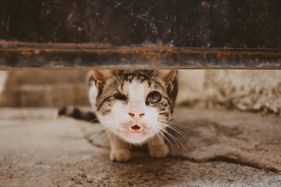 Free Image of cat feline animal kitten domestic cat fur domestic animal pet domestic mammal kitty whiskers cute tabby pets eyes animals tiger cat furry egyptian cat eye looking portrait face hair look young mammal nose grey little soft curious striped 