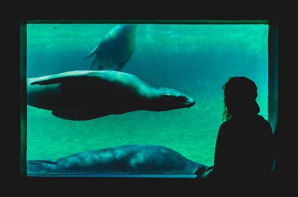 Free Image of Person Observing Seal at Aquarium 
