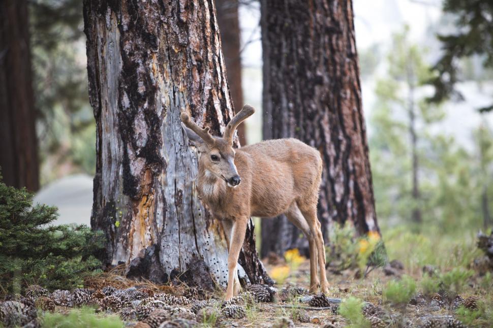 Free Image of Deer Standing Beside Tree in Forest 