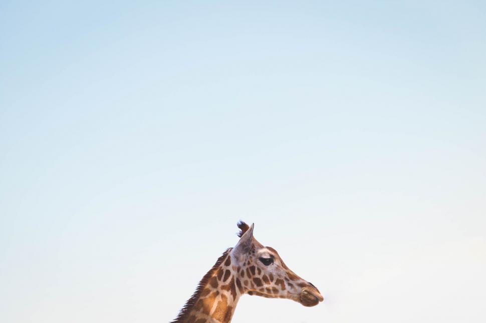 Free Image of Giraffe Standing on Top of Lush Green Field 
