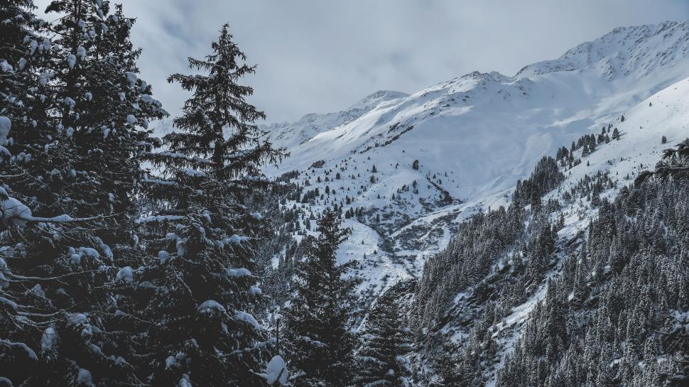 Free Image of Snow Covered Mountain With Foreground Trees 