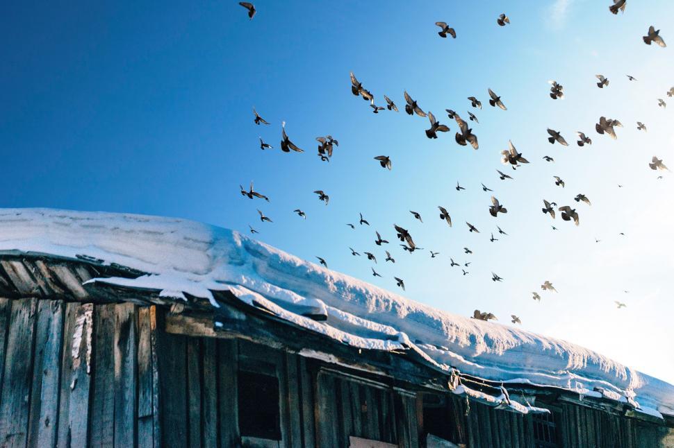 Free Image of Flock of Birds Flying Over Wooden Building 
