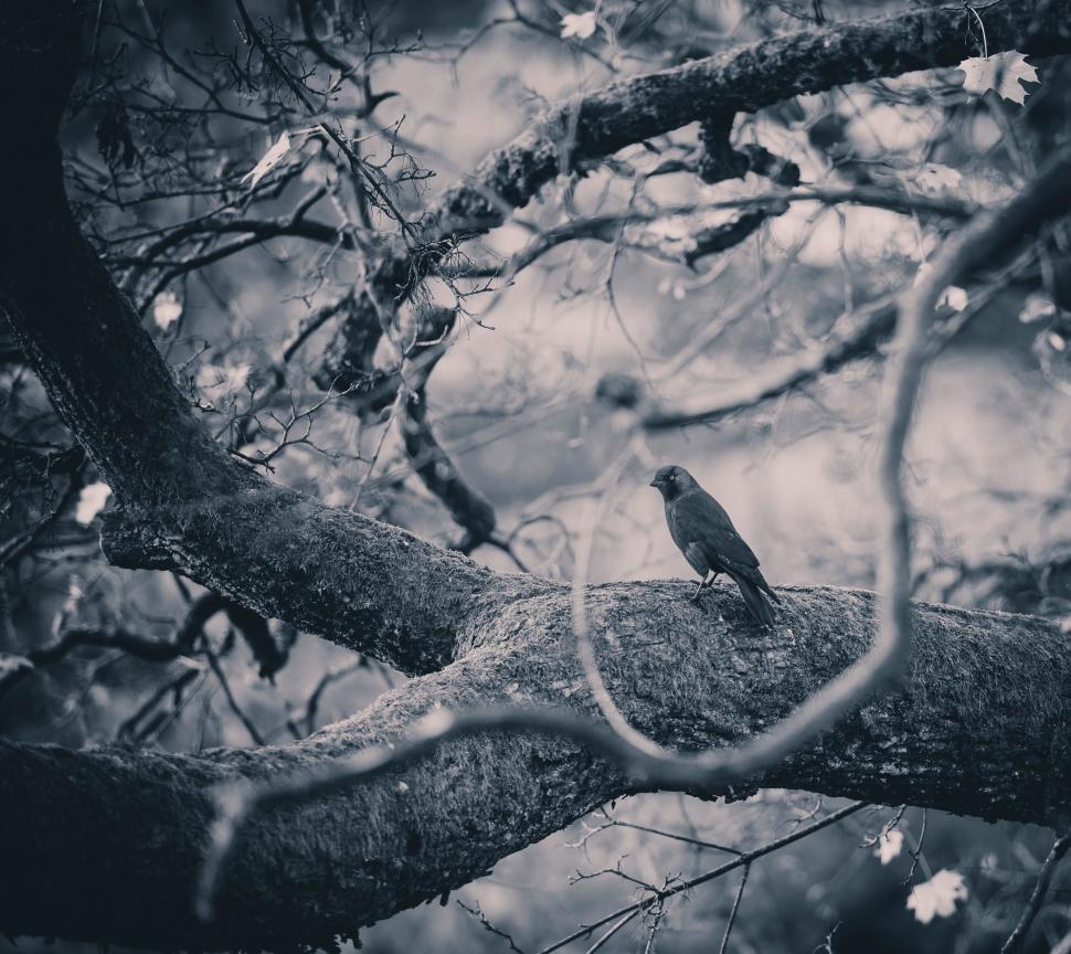 Free Image of Bird Perched on Tree Branch in Forest 