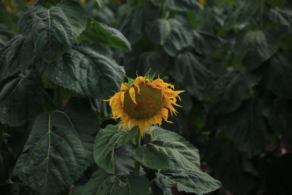 Free Image of Large Sunflower Standing Tall in Field 