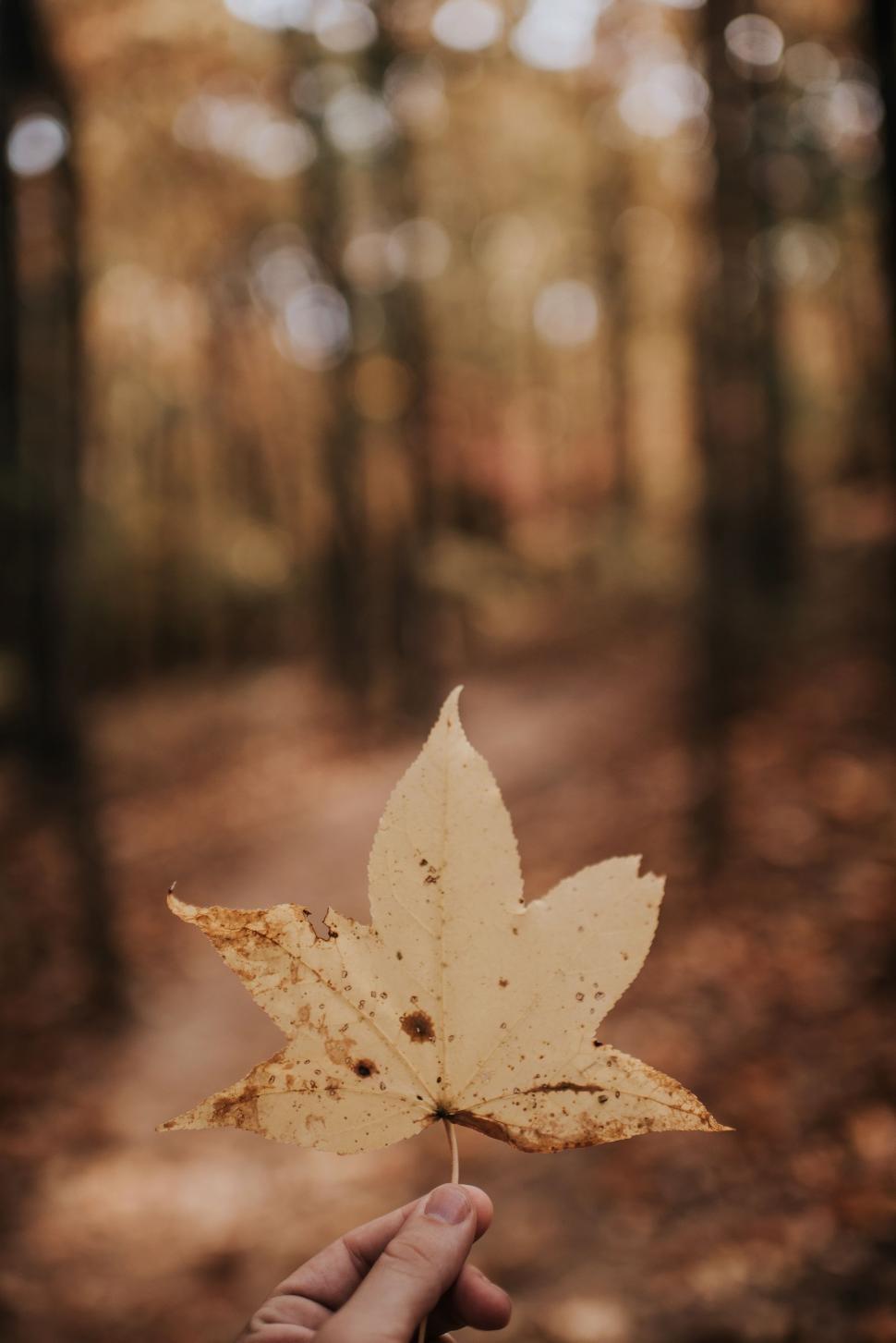Free Image of Person Holding Leaf in Forest 