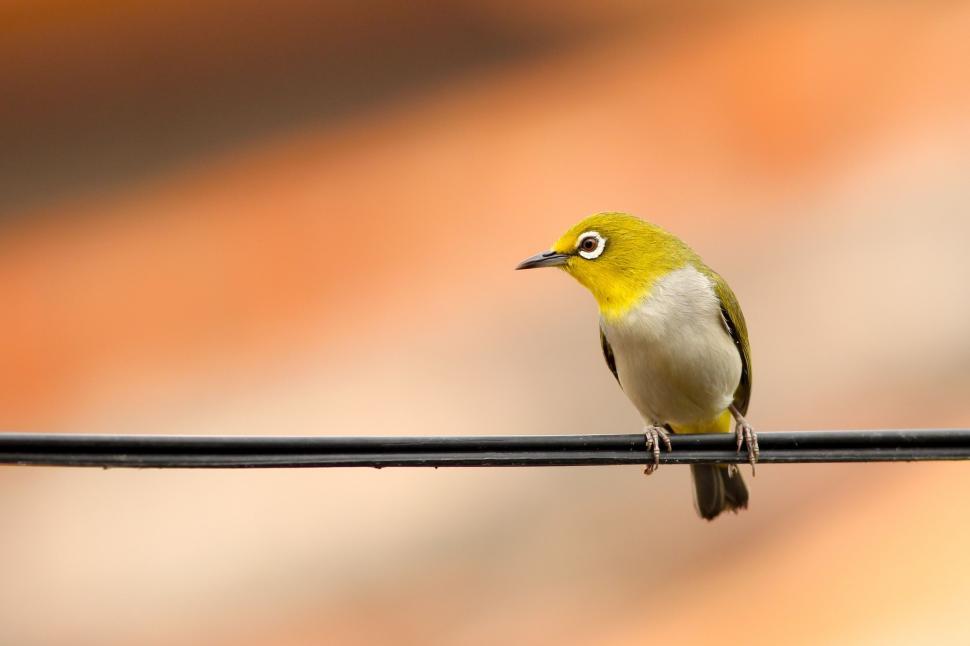 Free Image of Small Yellow and White Bird Perched on Wire 