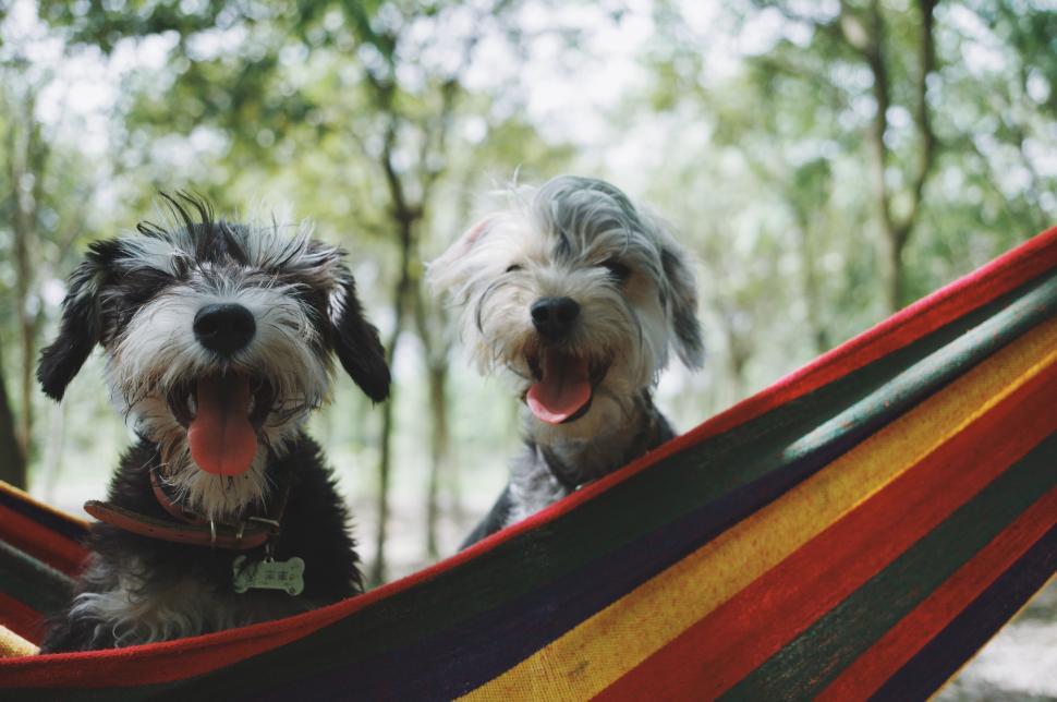 Free Image of Two Dogs Sitting in a Hammock 