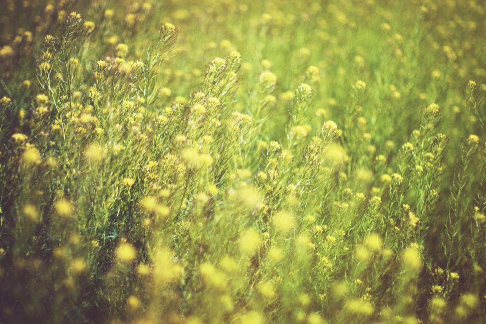 Free Image of Field of Tall Grass Covered in Yellow Flowers 