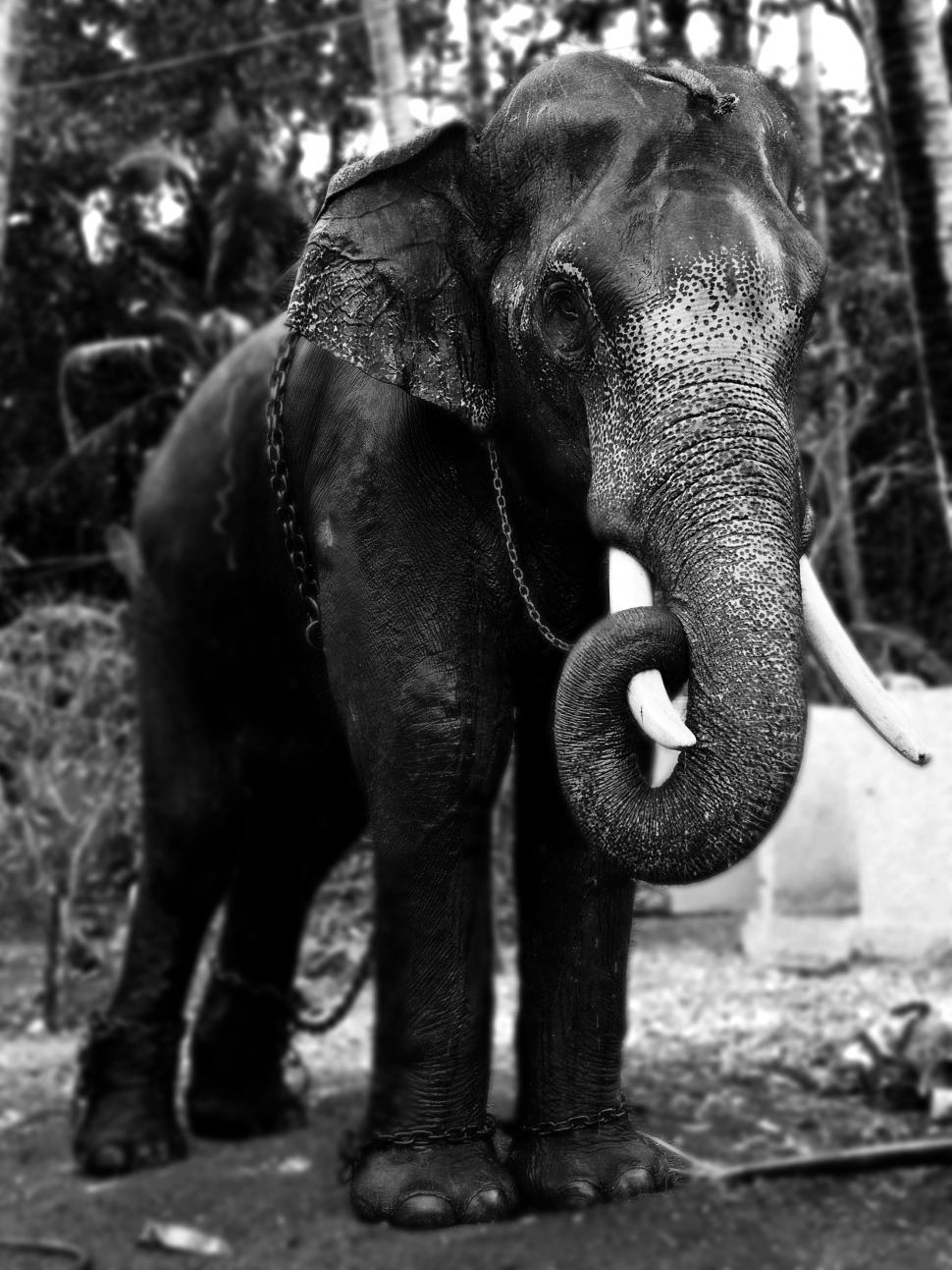 Free Image of Majestic Elephant in Black and White 