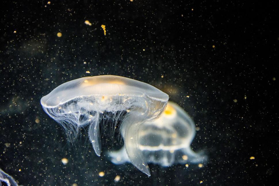 Free Image of Floating Jellyfish in the Water 