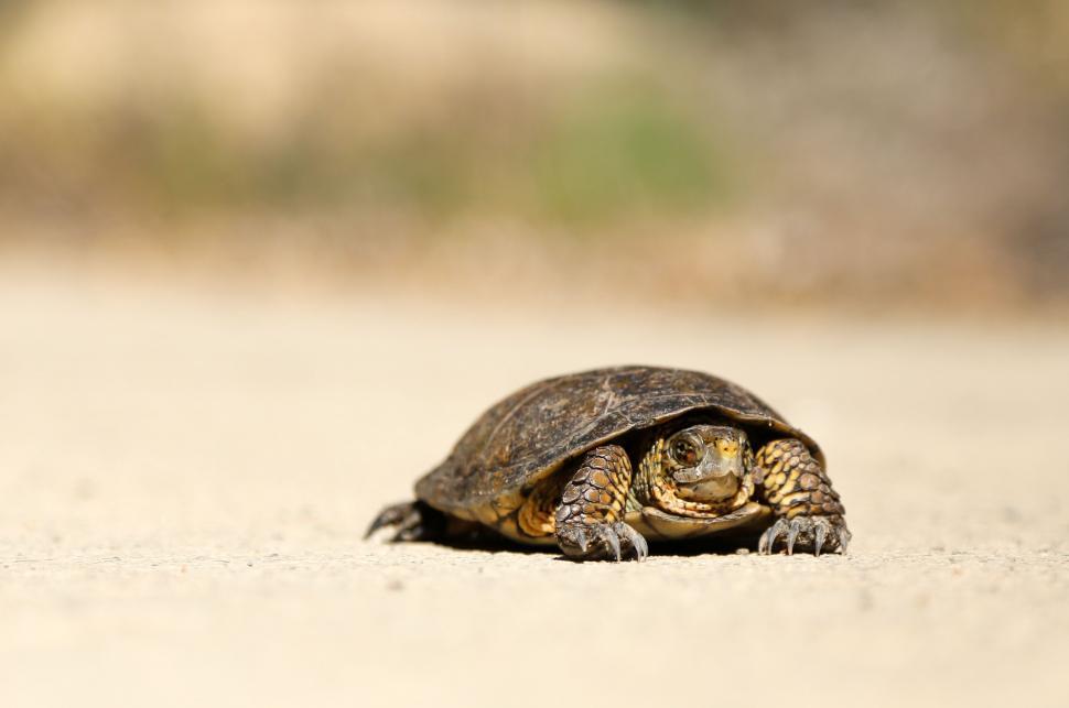 Free Image of Small Turtle Crossing Sandy Road 