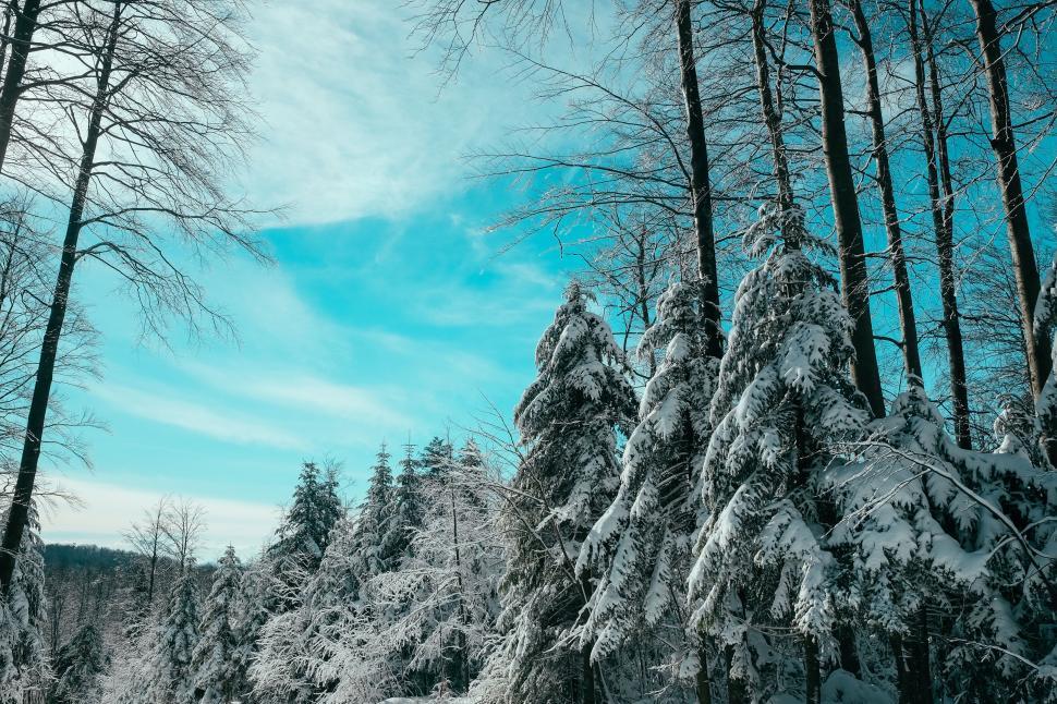 Free Image of Sprawling Snow Covered Forest With Dense Tree Population 