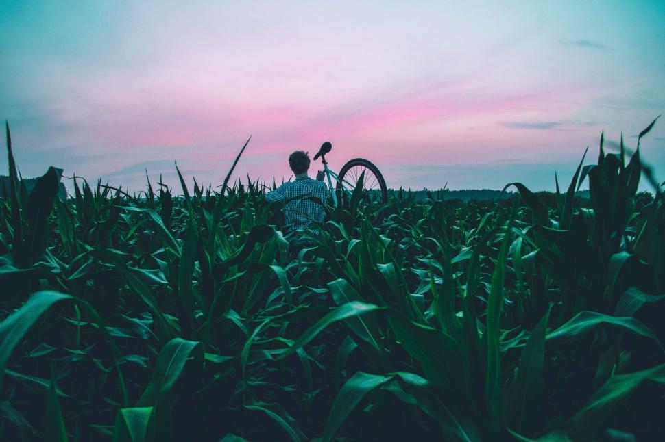 Free Image of Person Standing in a Field of Corn 