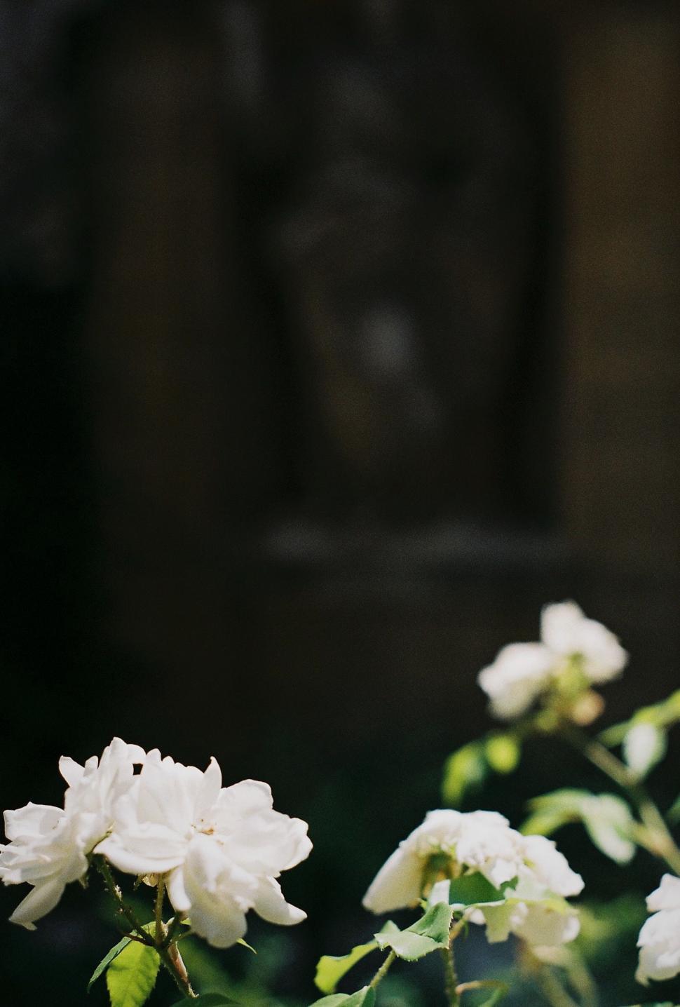 Free Image of White Flowers In Front of Statue 