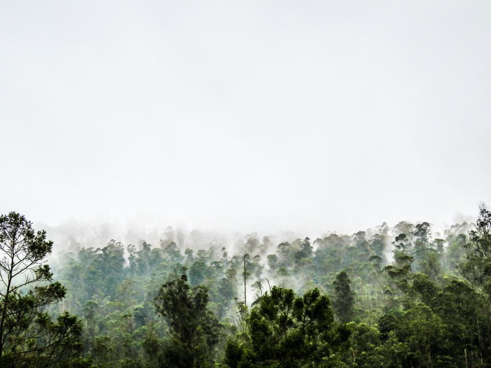 Free Image of Dense Forest With Numerous Trees Under a Cloudy Sky 