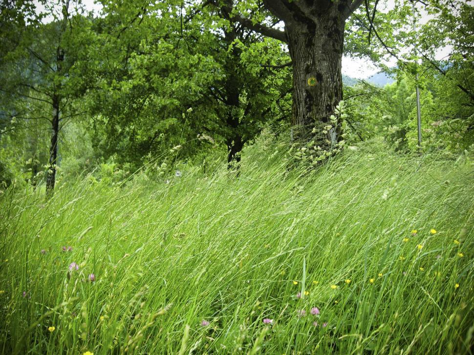 Download Free Stock Photo of high grass and forest 