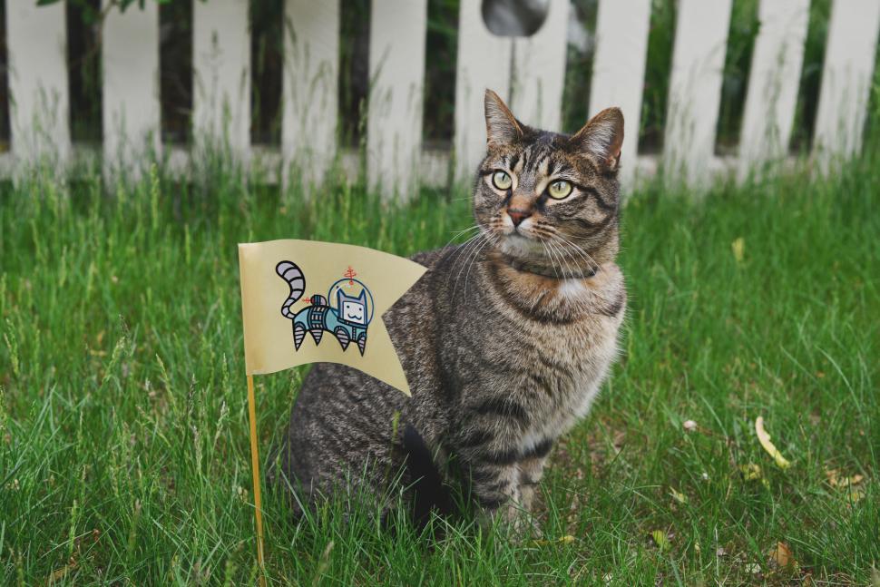 Free Image of Cat Sitting in Grass With Sign 