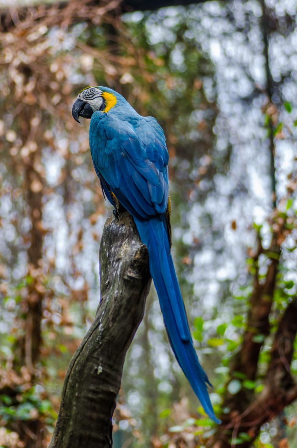 Free Image of Blue and Yellow Parrot Perched on Tree Branch 