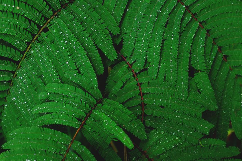 Free Image of Close Up of Green Plant With Water Droplets 