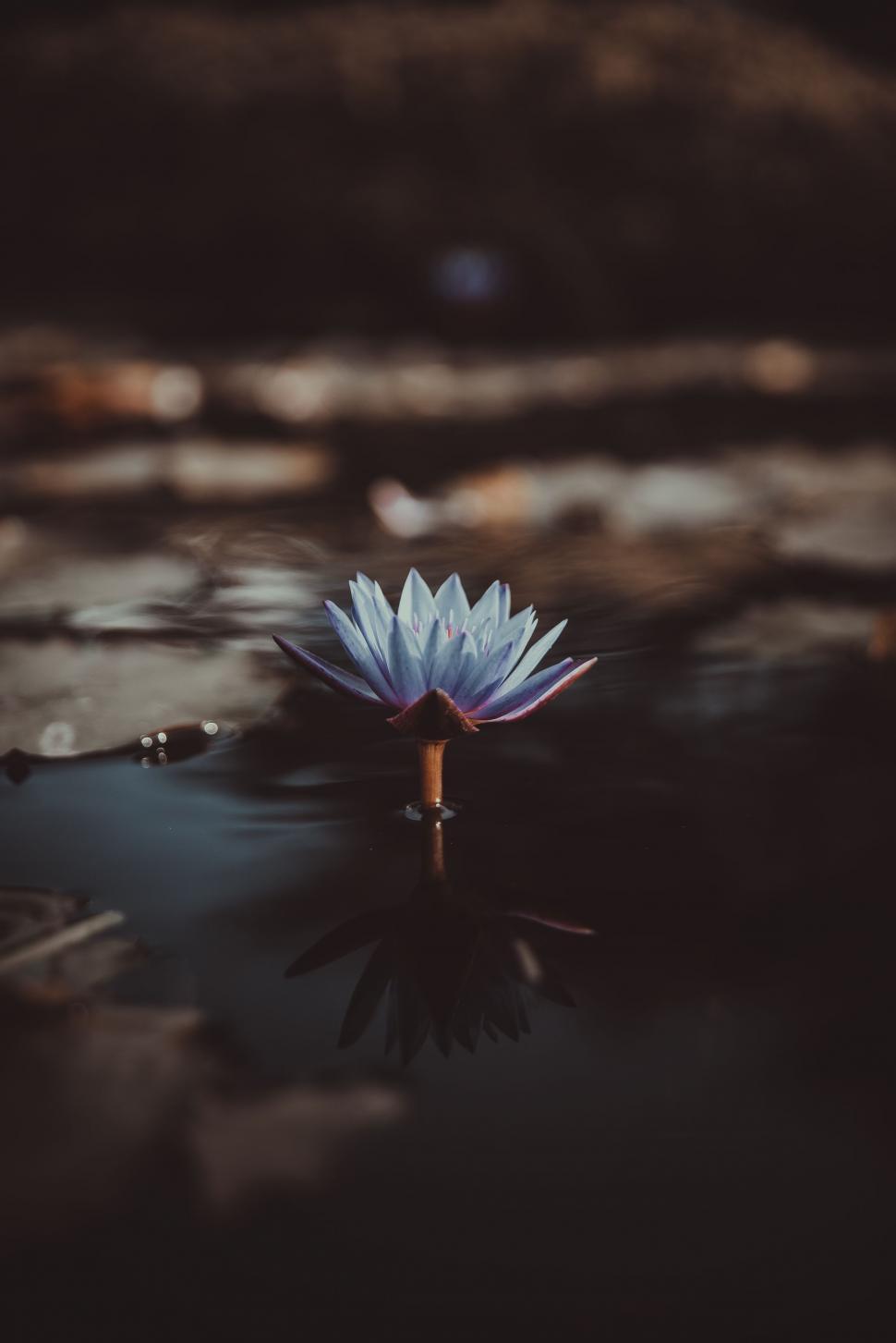 Free Image of White Flower Floating on Body of Water 