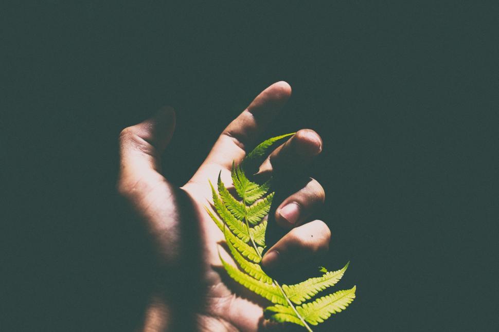 Free Image of Person Holding Green Leaf 