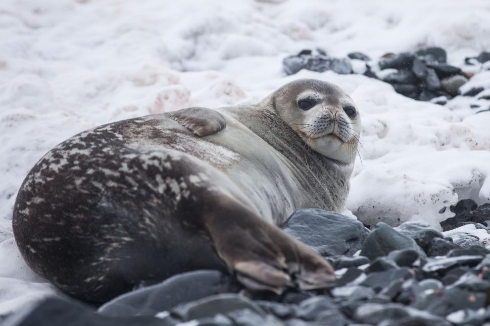 Free Image of Seal Resting on Top of Rock Pile 