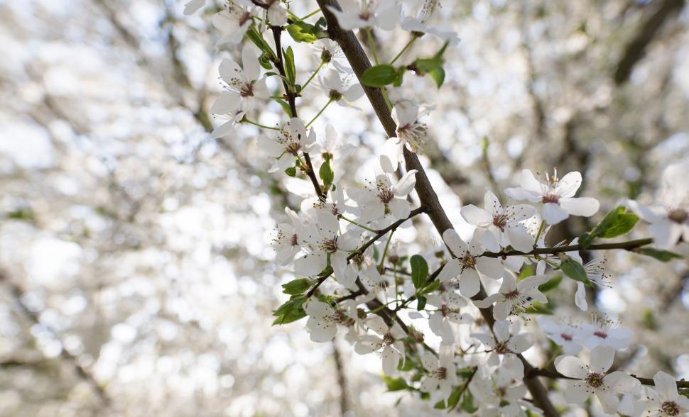 Free Image of Close-Up of a Tree With White Flowers 