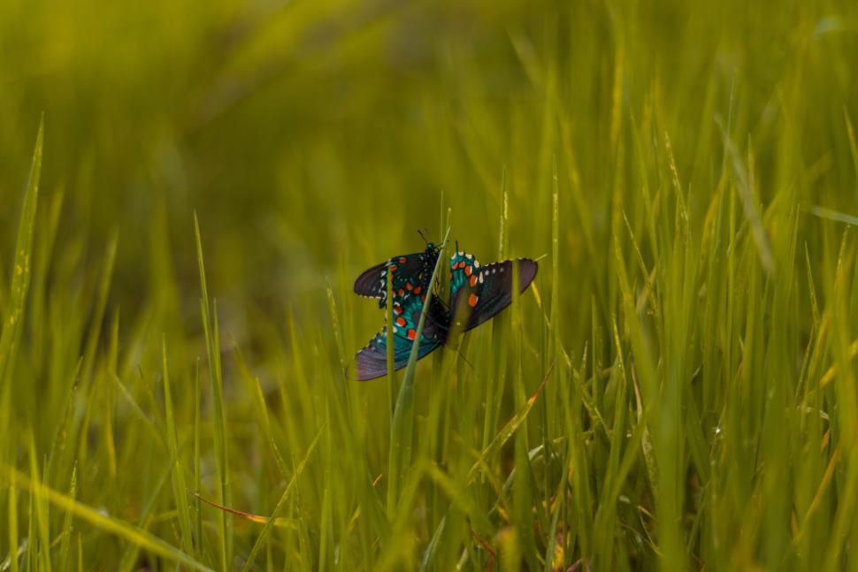 Free Image of Colorful Butterfly Resting on Lush Green Field 