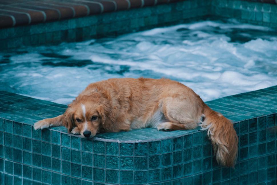 Free Image of Dog Laying in Pool of Water 