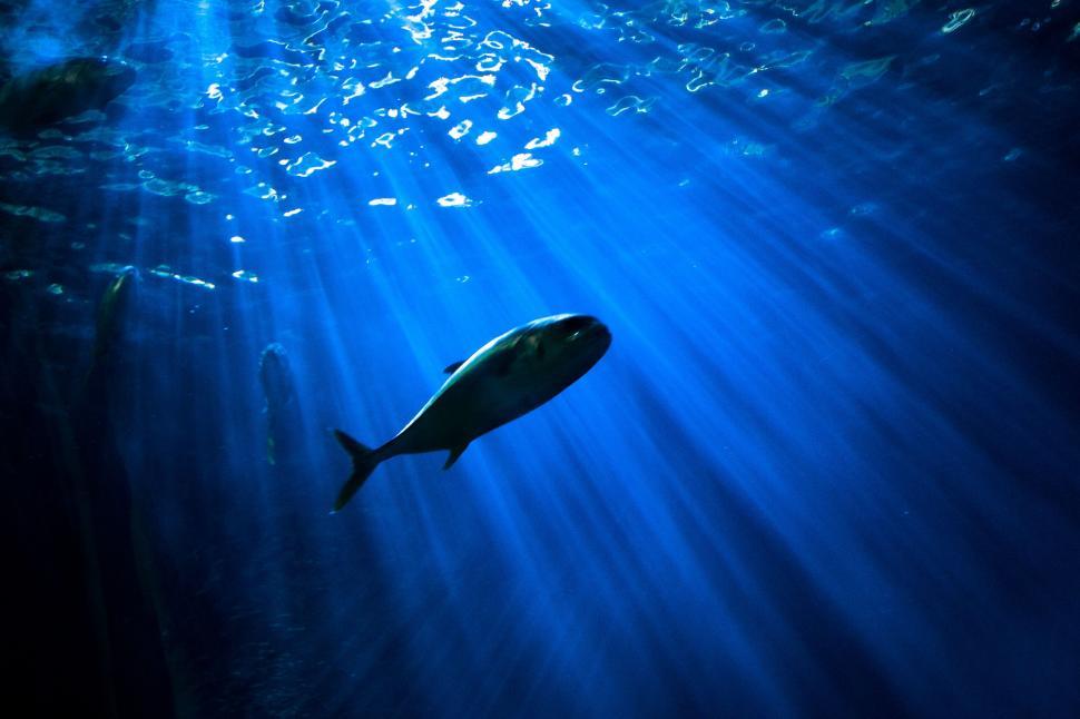 Free Image of A Fish Swims in the Blue Water 