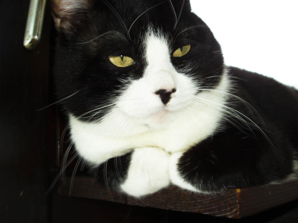 Free Image of black and white cat 