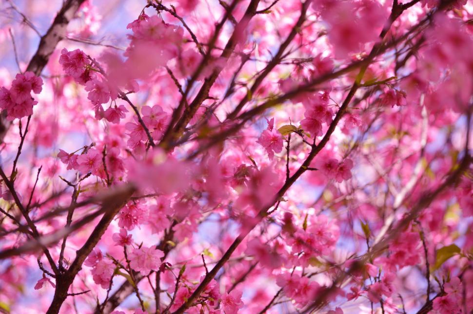 Free Image of Pink Flowers Blooming on Tree 