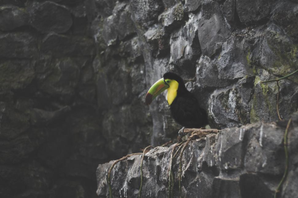 Free Image of Black and Yellow Bird With Yellow Beak 