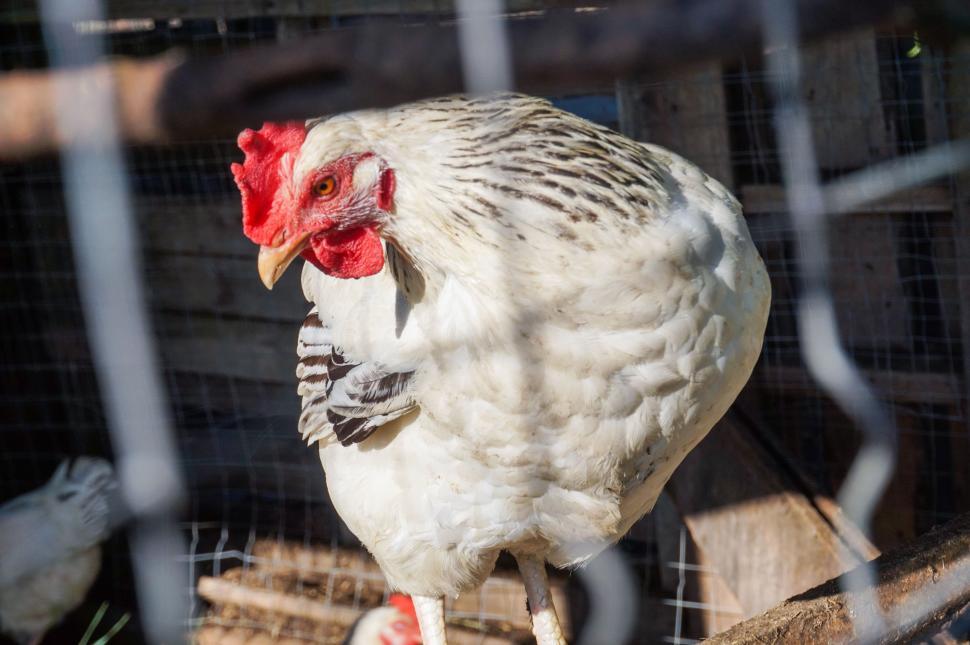 Free Image of White Chicken With Red Comb in Cage 