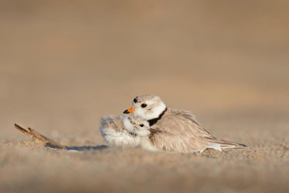 Free Image of Two Birds Perched on Sandy Beach 