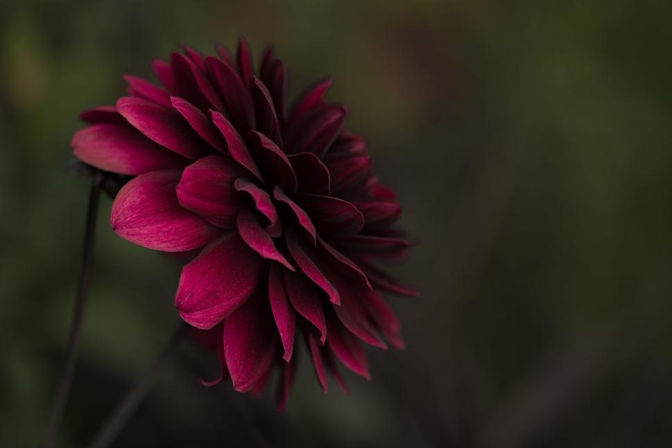 Free Image of Detailed Close-Up of a Flower With Blurry Background 