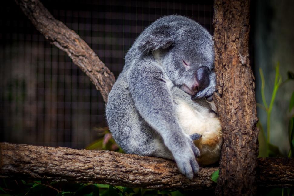 Free Image of Koala Sleeping on Tree Branch in Cage 