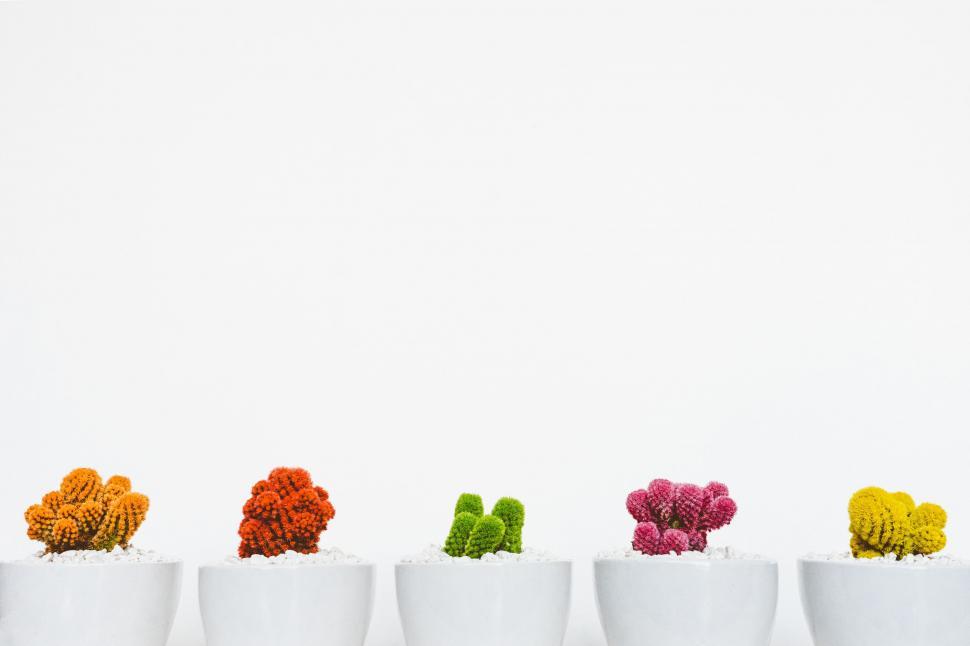 Free Image of Row of Small White Pots Filled With Colorful Flowers 